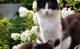 Кошки и котята: они, как две капли, похожи друг на друга! (20 фото)