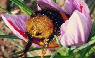 Пчёлы тоже устают и иногда засыпают прямо в цветке (12 фото)