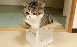 Почему коты так любят сидеть / ложиться в небольшие пространства (коробки, пакеты и тд) (12 фото + 1 видео)
