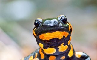 Огненная саламандра и интересные факты о ней (9 фото + 1 видео)