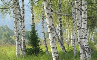 6 главных деревьев, которые помогут выжить в лесу (6 фото)
