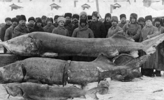Самые большие речные рыбы в России (12 фото + 3 видео)