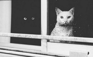 Инь и ян: черные и белые котики, которые выглядят так идеально, что кажутся одним целым (17 фото)