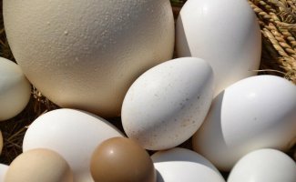 Самые большие яйца у животных и птиц (11 фото)