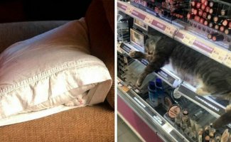 40 фото, доказывающих, что кошки могут спать где угодно (41 фото)