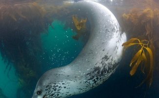 Удивительный подводный мир (23 фото)