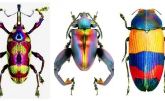 Невообразимая яркость: 25 жуков, которые поразят ваше воображение своими цветами (25 фото)