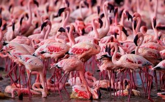 Страна розовых фламинго (28 фото)