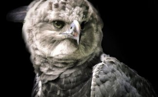 Гарпия, хищные птицы (3 фото + 1 видео)
