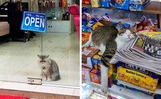 Забавные фотографии кошек в круглосуточных магазинах (31 фото)