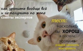 Журнал, который втайне выписывает твой кот (6 фото)