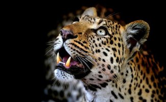Леопарды из Ботсваны (18 фото)