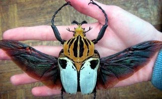 Самые большие жуки в мире (13 фото + 1 видео)