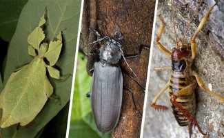 Самые большие насекомые в мире (11 фото + 1 видео)
