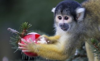 13 любопытных фактов про обезьян (13 фото)