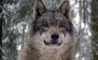 Серый волк и интересные факты о нем (17 фото + 2 видео)