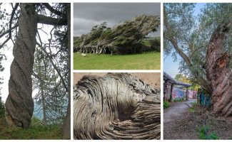Неразгаданная загадка природы: деревья, которые закручиваются в спираль (20 фото)