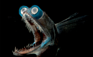 Рыба-телескоп: Жуткое порождение мрака со встроенным биноклем и прибором ночного видения (6 фото)