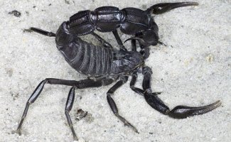 Толстохвостый скорпион: Превзошёл собратьев. Стреляет ядовитым токсином по дуге в 190 градусов! (9 фото)