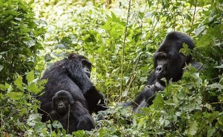 6 интересных фактов из жизни крупнейших обезьян (7 фото)
