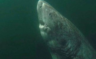 Гренландская акула: Она охотится с помощью рачков на своих глазах, а готова к размножению только в 150 лет (14 фото)