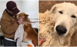 Не теряйте веру: 20+ трогательных случаев, когда вернулись пропавшие собаки (31 фото)