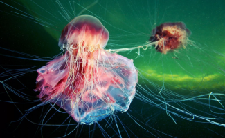 Волосистая цианея: Медуза, которая может вырасти длиннее синего кита, и её цикл жизни (8 фото)
