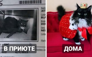 Коты из приютов: снимки до и после обретения семьи (18 фото)