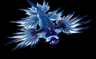 Голубой ангел: Красив как ангел, но опасен как дракон. Существо, словно прибывшее из другого мира (7 фото)