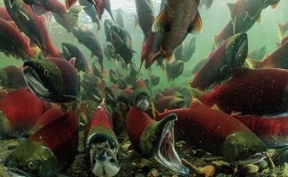 Подробное описание безумия, которое вытворяют рыбы, возвращаясь к нерестилищу (10 фото)
