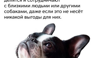 Интересные факты о собаках (10 фото)