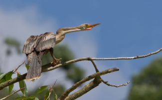 Американская змеешейка: «Сломанная» в 2 местах шея позволяет птице бить настолько мощно, что пробивает рыбу насквозь (9 фото)