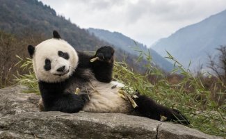 Панда: Почему они добрые и ленятся размножаться, ведь это противоречит всем законам природы (13 фото + 1 видео)