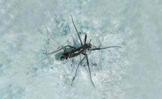 Антарктический комар: Крупнейшее наземное животное Антарктиды. Есть риск, что именно оно погубит Южный полюс (7 фото)