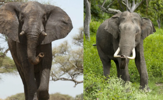 Индийский слон: Как сегодня обращаются в Индии со священным зверем? (10 фото)