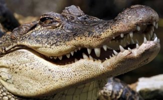 25 интересных фактов о крокодилах (7 фото)