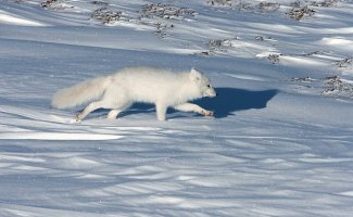 7 интересных фактов из жизни полярной лисицы (14 фото)