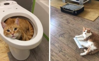 20 фотографий котов, которые спят где угодно, но только не на своих лежанках (21 фото)