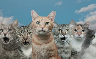 О чем говорят кошки (5 фото)