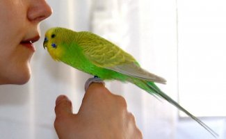 Самый легкий и правильный способ как приручить волнистого попугая к рукам (6 фото + 4 видео)