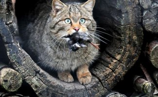Лесные коты, разновидности (19 фото)