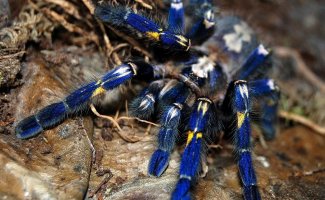 Синий паук - самый красивый паук в мире (18 фото + 4 видео)
