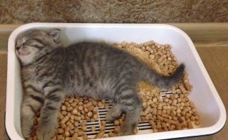 Приучение котенка к лотку (6 фото + 1 видео)