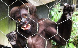 Сатанинская обезьяна: Вдохновлённые графом Дракулой. Оправдывают ли эти приматы своё мрачное прозвище? (9 фото)