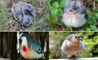 Гадкий утенок и его 40 друзей: как выглядят птенцы известных (и не очень) птиц (41 фото)