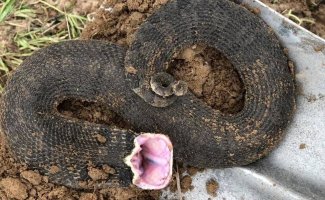 Широконосая восточная змея: Смешной носок спускает жаб, как воздушные шарики (9 фото)