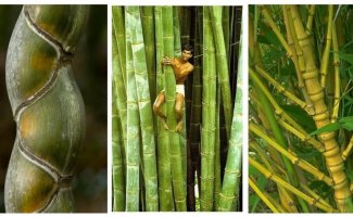 Поразительная трава: бамбук, каким вы его еще не видели (25 фото)