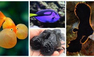 20 самых впечатляющих экзотических рыбок с поразительной внешностью (27 фото + 2 видео)