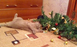 Почему коты так любят портить рождественские ёлки? (7 фото)