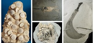 Удивительные окаменелости, в существование которых сложно поверить (22 фото)